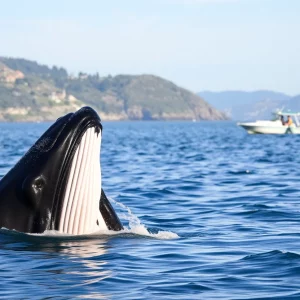 Profile Spartanburg SC