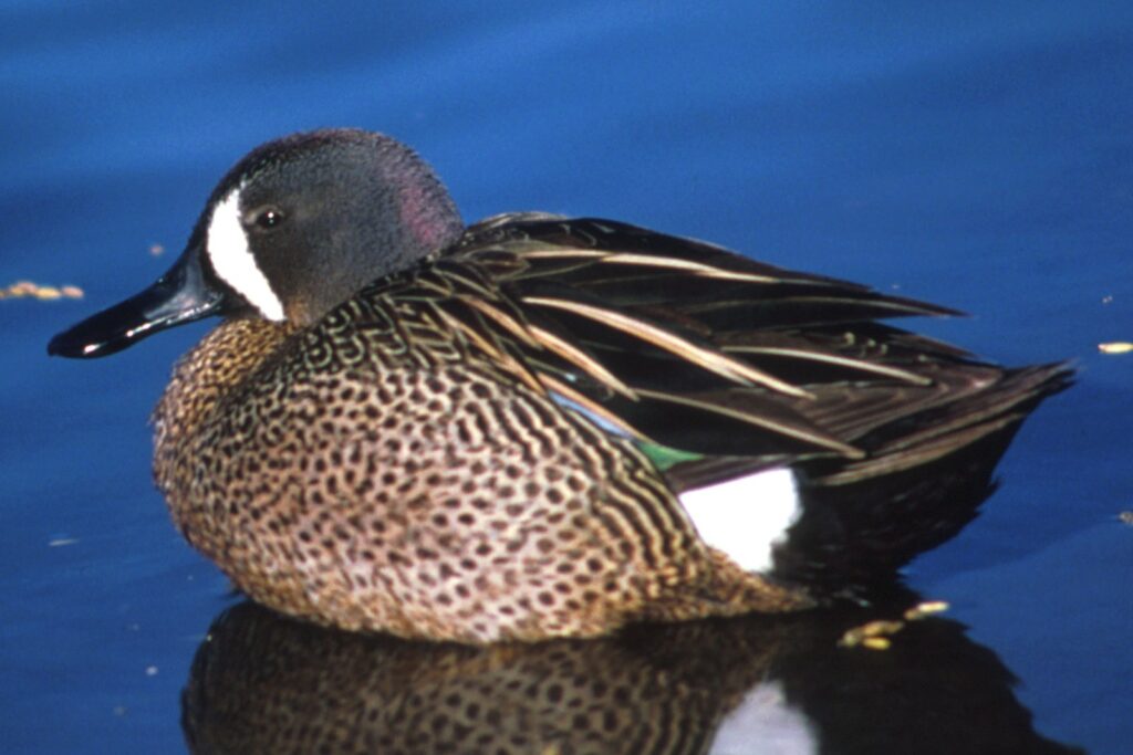 SC early teal opens Sept. 19 with 6-bird daily bag