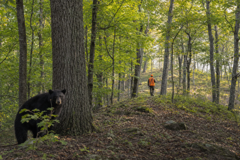 New York opens early bear and antlerless deer seasons