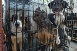 91 Animals Seized, Over 70 Found Dead at Woodruff Property